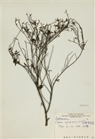 藏品(細葉雪茄花)的圖片